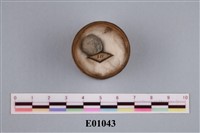 藏品(腕足類化石)的圖片